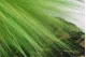 Dried Barba Green 1
