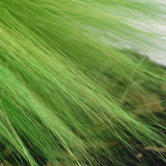 Dried Barba Green