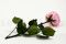 A 30 cm Preserved Pink English Rose in a Bulk of 25 Units