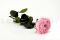 A 30 cm Preserved Pink English Rose in a Bulk of 25 Units