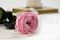 A 30 cm Preserved Pink English Rose in a Bulk of 25 Units