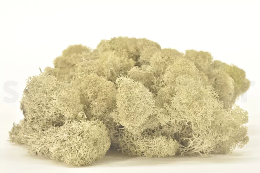 Preserved Reindeer Moss Cream (Box)