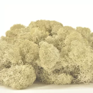 Preserved Reindeer Moss Cream (Box)