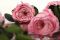 A 30 cm Preserved Pink English Rose in a Bulk of 25 Units