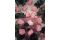 A 30 cm Preserved Pink English Rose in a Bulk of 25 Units