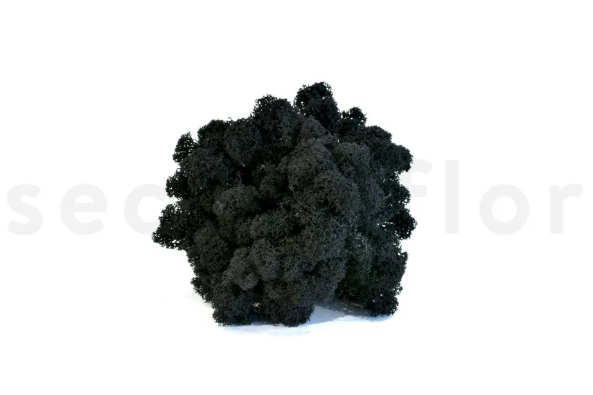 Preserved Reindeer Moss Black (Box)