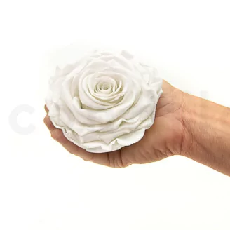 Preserved Rose XXL White