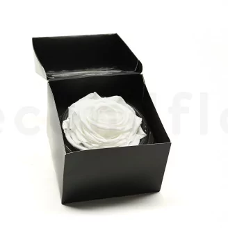 Preserved Rose XXL White