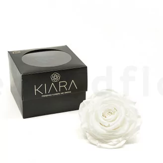 Preserved Rose XXL White