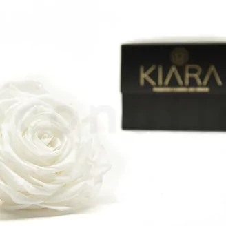 Preserved Rose XXL White