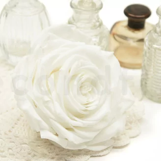 Preserved Rose XXL White