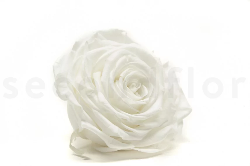 Preserved Rose XXL White