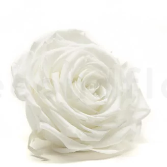 Preserved Rose XXL White