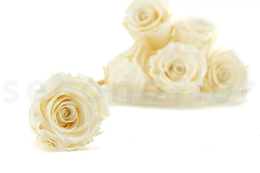 Preserved Rose L Pearl White (set of 8)