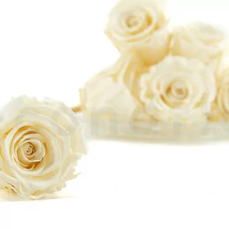 Preserved Rose L Pearl White (set of 8)