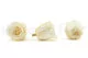 Preserved Rose L Pearl White (set of 8) 5