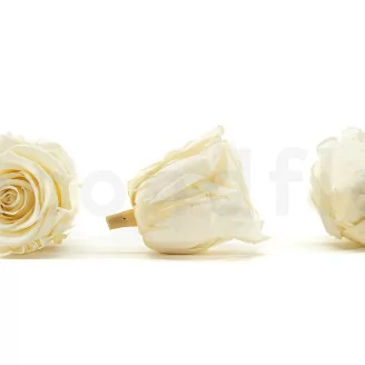 Preserved Rose L Pearl White (set of 8)
