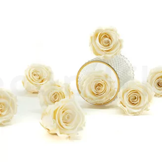 Preserved Rose L Pearl White (set of 8)