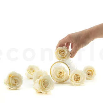 Preserved Rose L Pearl White (set of 8)
