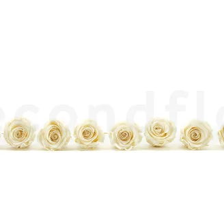 Preserved Rose L Pearl White (set of 8)