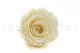 Preserved Rose L Pearl White (set of 8) 6
