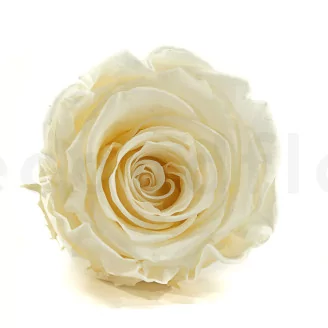 Preserved Rose L Pearl White (set of 8)