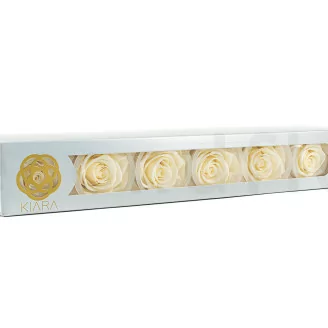 Preserved Rose XL Pearl White (set of 6)