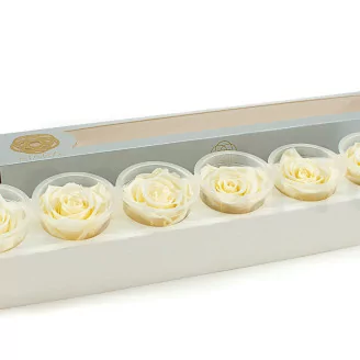 Preserved Rose XL Pearl White (set of 6)