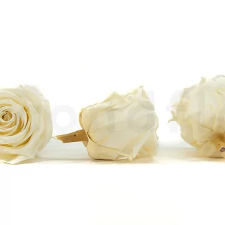 Preserved Rose XL Pearl White (set of 6)