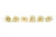 Preserved Rose XL Pearl White (set of 6) 6