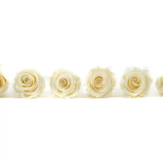 Preserved Rose XL Pearl White (set of 6)