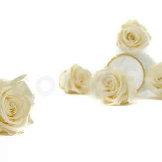 Preserved Rose XL Pearl White (set of 6)