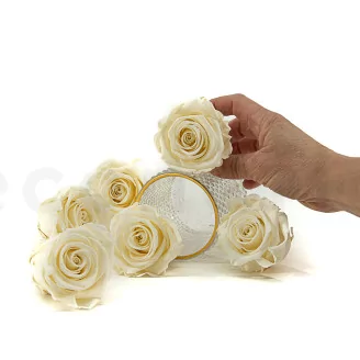Preserved Rose XL Pearl White (set of 6)