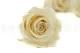 Preserved Rose XL Pearl White (set of 6) 12