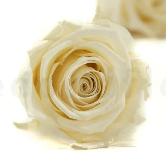 Preserved Rose XL Pearl White (set of 6)
