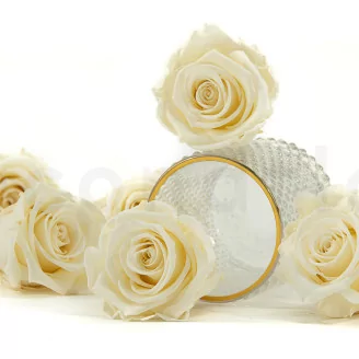 Preserved Rose XL Pearl White (set of 6)