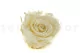 Preserved Rose XL Pearl White (set of 6) 8
