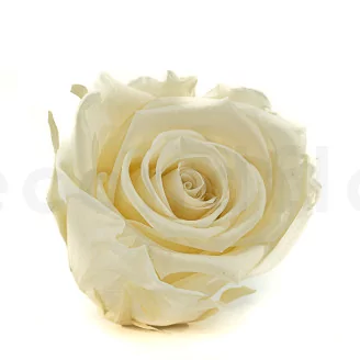 Preserved Rose XL Pearl White (set of 6)