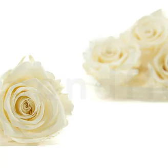 Preserved Rose XL Pearl White (set of 6)