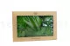 Preserved Pole Moss Green (Box) 11