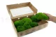 Preserved Pole Moss Green (Box) 5