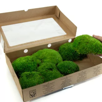 Preserved Pole Moss Green (Box)