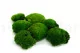 Preserved Pole Moss Green (Box) 3