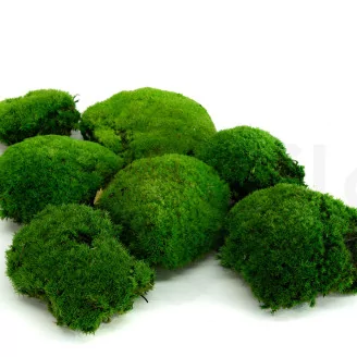 Preserved Pole Moss Green (Box)