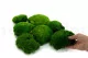 Preserved Pole Moss Green (Box) 10