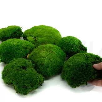 Preserved Pole Moss Green (Box)