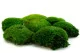 Preserved Pole Moss Green (Box) 8