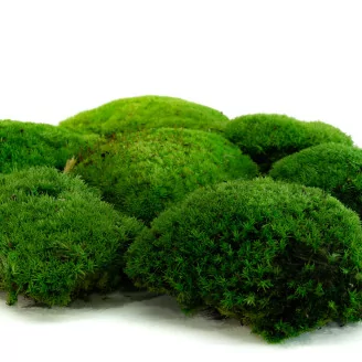 Preserved Pole Moss Green (Box)