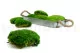 Preserved Pole Moss Green (Box) 6