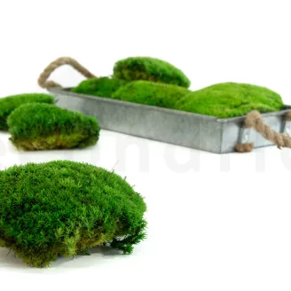 Preserved Pole Moss Green (Box)